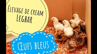 Elevage de cream legbar  poules aux œufs bleus [upl. by Klemens]