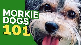 Morkie Dogs 101 [upl. by Nossah]