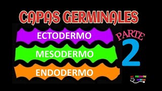 CAPAS GERMINALES PARTE 2 EMBRIOLOGIA ECTODERMO MESODERMO ENDODERMO 🌈😀 [upl. by Muffin189]