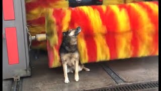 Dog Loves The Car Wash [upl. by Lou888]