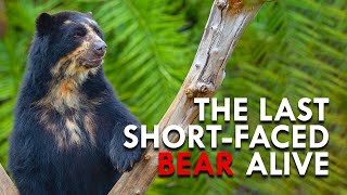 Spectacled Bears The Apex Predator of The Andes [upl. by Attenwad]