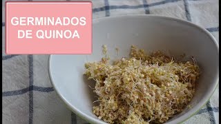 Aprende a preparar tus propios Brotes o Germinados de Quinoa en 48 horas [upl. by Airuam]