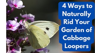 4 Ways to Naturally Rid Your Garden of Cabbage Loopers [upl. by Andonis]