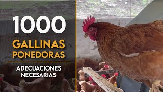 Adecuaciones necesarias para 1000 GALLINAS PONEDORAS  Rm Agroinversiones [upl. by Lopez]