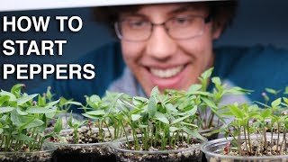 How to Germinate Pepper Seeds INCREDIBLY QUICK with 99 Germination [upl. by Yacano]