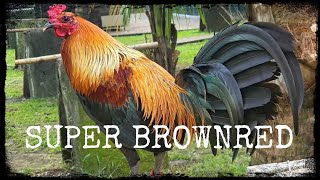 Super Brownred Gamefowl SBR Mt Banahaw Gamefarm Ramon Chibana Montierro roundhead [upl. by Enayd326]