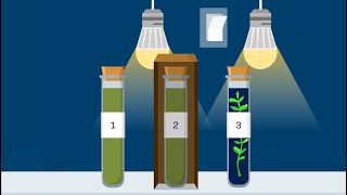 Simulation Video Walkthrough  Photosynthesis and Cellular Respiration [upl. by Diannne247]