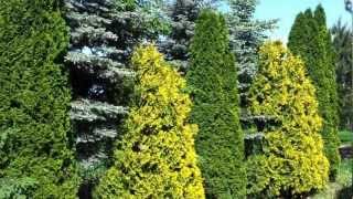 Tuja Smaragd Thuja spp [upl. by Kronick]