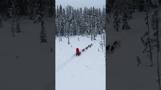 Dog Mushing in Willow Alaska mushing sleddogs [upl. by Aneret]