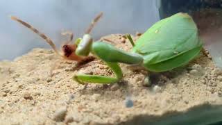 Camel spider VS Praying mantis  BEST BATTLE Part 1عنكبوت الجمل ضد السرعوف  أفضل معركة الجزء 1 [upl. by Sregor116]