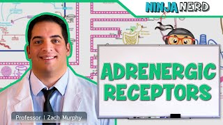 Neurology  Adrenergic Receptors [upl. by Anir577]