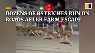 Dozens of ostriches run on main roads after fleeing from farm in China [upl. by Collin922]