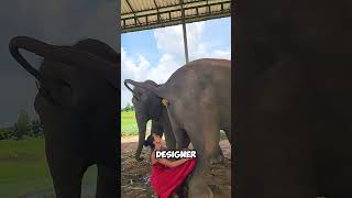 Kenapa Gadis Ini Menangkap Kotoran Gajah dengan Baju Desainer shorts [upl. by Enidlarej]