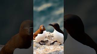 The quotfuture warriorsquot of the bird world a seabirds with scifi appearancesRazorbill Alca torda [upl. by Orual]