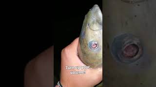 Channel Catfish Making Noise [upl. by Acinoj]