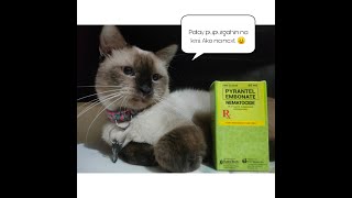 HOW TO DEWORM YOUR CAT AT HOME  MILKY AND FRIENDS EDITION [upl. by Burnaby]