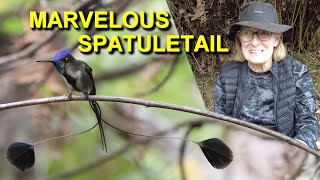 Visiting the Marvelous Spatuletail Hummingbird at Huembo Reserve [upl. by Sudnac]