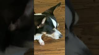 Chihuahuas funny reaction to new interactive toy💙😂dog funny dogs doglover chihuahua cute lol [upl. by Strickland304]