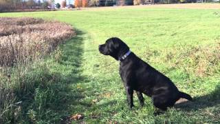 My Cane Corso barking at birds 4K [upl. by Niffirg47]