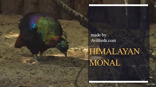 Himalayan Monal  Impeyan Monal  Impeyan Pheasant Lophophorus Impejanus [upl. by Hanson]