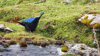 Monal Pheasant or Danphe national bird of Nepal state bird of Uttarakhand A beautiful Pheasant [upl. by Koetke]