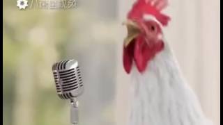 Le coq qui chante [upl. by Alessandro]