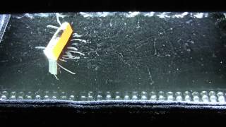 Fiestaware U238 in the Cloud chamber 1080p [upl. by Kleper789]