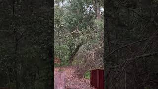 Barred Owl’s Silent Flight😮 birds birdwatching nature owl [upl. by Yarvis620]