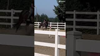 He was cantering trotting then just tripped😭😭💗💗💗 horse horsey equestriangirl [upl. by Innej]