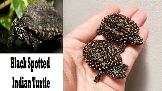 Black Spotted Indian Turtle Care Food Shelter  Black Pond Turtle  Hamilton Turtle [upl. by Eriuqs]