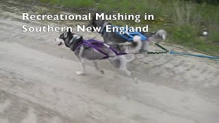 Training Sled Dog Commands while Walking Your Dogs Mushachusetts Episode 1 [upl. by Sabrina]