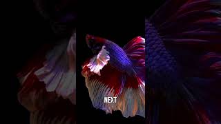 Best Betta Fish Foods [upl. by Gonroff]