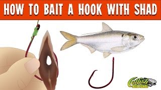 How To Bait A Hook With Shad For Catfishing [upl. by Romona887]