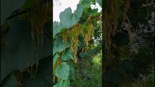 Dioscorea bulbifera dioscoreacea family nature forestflower trending gardening natureforest [upl. by Erina]