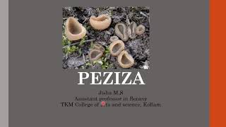 Peziza structure and reproduction [upl. by Berna]