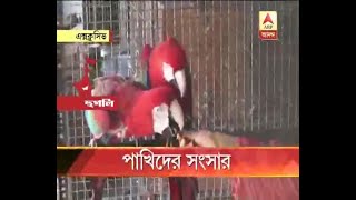 Hooghly From Cockatoo to Macaw varieties birds in this house at Uttarpara Watch [upl. by Sliwa978]