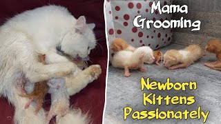 Mother Cat Split Personality Started Grooming Newborn Kittens Passionately After Her Treatment [upl. by Patrice]