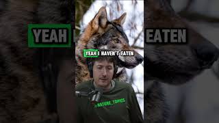 Eating Wolf Meat Glenn Villeneuves Wilderness Survival Story  Joe Rogan Experience shorts jre [upl. by Ailbert]