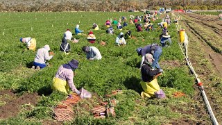 How American Farm Workers Harvest Millions Of Tons Of Vegetables  Farming Documentary [upl. by Anaylil]