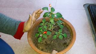 Impatiens Plant Care  Fun Gardening  19 Dec 2017 [upl. by Fanny]