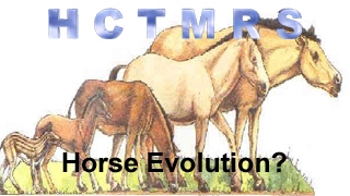 How Creationism Taught Me Real Science 56 Horse Evolution [upl. by Seel838]