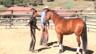 Parelli Liberty Horse Training  Four Savvys DVD Excerpt [upl. by Gershon]