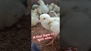 July 23 2024poultry farm business plan farmingyoutube [upl. by Hanah]