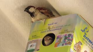 House Sparrows Quickly Occupied Nest Box  Sparrows Chirping Sounds [upl. by Surad]