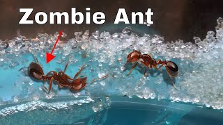 How I Made an Ant Think It Was Dead—The Zombie Ant Experiment [upl. by Francie]