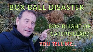 Box Blight Box Tree Caterpillar and alternatives to boxwood plants in the UK Garden [upl. by Andel]