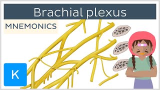 Brachial plexus mnemonics  Human Anatomy  Kenhub [upl. by Block]