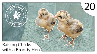 How to Raise Chicks with a Broody Hen  Ask Phill 20 [upl. by Ratcliffe]