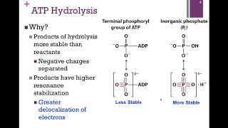 089ATP Hydrolysis [upl. by Reteip307]