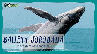 TODO SOBRE la BALLENA JOROBADA [upl. by Luana]